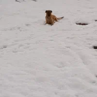 توله سگ سرابی