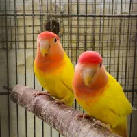 کوتوله برزیلی ، عروس هلندی|پرنده|جهرم, |دیوار