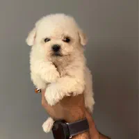 بیچون فرایز یا پودل|سگ|تهران, باغ فیض|دیوار