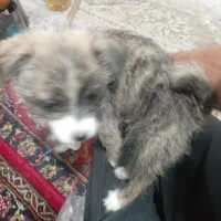 واگذاری سگ