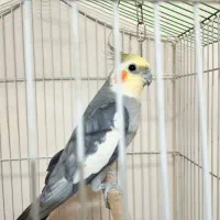 عروس هلندی نر