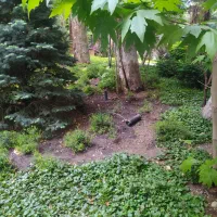 نیروی حراست ولابی من