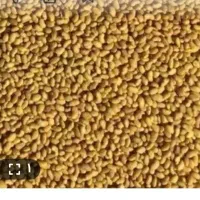 فروش بذر یونجه درجه یک