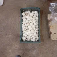 فروشنده قارچ