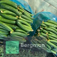 بذر خیار و صیفی جات|عمدهفروشی|تهران, جردن|دیوار