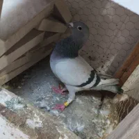 دوبر نرو ماده داواتا