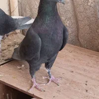 کبوتر دمگیر بدرنگ طوقی شیرازی|پرنده|شاهین‌شهر, نبوت|دیوار