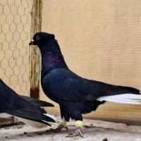 زاغ دم سفید|پرنده|مشهد, کلاته برفی|دیوار