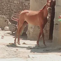 اسب مادیان دوساله خوب