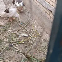 غاز سالم و سرحال ماده و نر