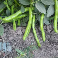 باقله بزری شاخ بزی درجه یک یک|خدمات باغبانی و درختکاری|خرمآباد, |دیوار