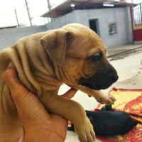 واگذاری سگ پیتبول|سگ|فاضل آباد, |دیوار