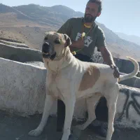 سگ نگهبان|سگ|بهار, |دیوار