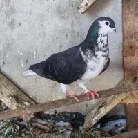 کبوتر دم سفید،طوقی،کله،مسافتی،ساده|پرنده|مشهد, هفده شهریور|دیوار
