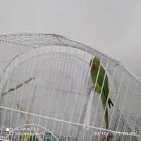 ملنگو ماده|پرنده|نظر کهریزی, |دیوار