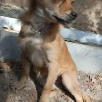 پاپی نژاد دار|سگ|نجف‌آباد, شیخ بهایی|دیوار