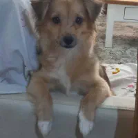 واگذاری اشپیتز سوسیسی