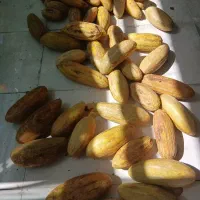 خربزه هندوانه دامی