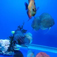 آکواریوم دلسا ۸۰ سانت و ماهی های دیسکس|ماهی|اصفهان, سپاهانشهر|دیوار