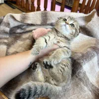 اسکاتیش گلد ماربل و گلد ۱۱|گربه|لاهیجان, شیشه گران|دیوار