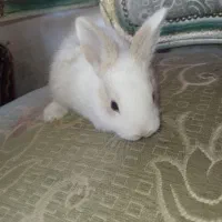 نینی های پشمالویی خرگوش|موش و خرگوش|برازجان, |دیوار