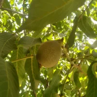 گردو سبز تحویل درب منزل
