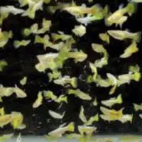 ماهیان گوپی مولی سواتر بهترین نژاد ها|ماهی|مشهد, استاد یوسفی (شهرک غرب)|دیوار