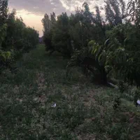 فروش باغ|فروش دفتر صنعتی، کشاورزی، تجاری|میاندوآب, |دیوار