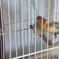 فروش یکجا قناری فری، رسمی|پرنده|مشهد, شریف|دیوار