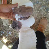 سه کفتر نر هوایی.  فروشی|پرنده|طبس, |دیوار