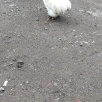 مرغ خروس زینتی|حیوانات مزرعه|مشگین شهر, |دیوار