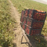تعداد 15نفرنیروی کارگر خوزستانی