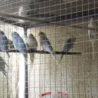 مرغ عشق|پرنده|کردیان, |دیوار