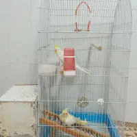 عروس هلندی نر و ماده سالم و سرحال با تمام وسایل
