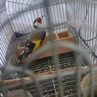 دو عدد سهره گل بلند کشیده استان فارسی درجه یک|پرنده|شیراز, قلعه نو|دیوار