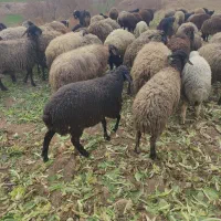 بره ماده|حیوانات مزرعه|پیشوا, |دیوار