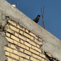 کبوتر زاغ ابادانی