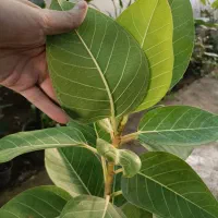 گل فیکوس آلتیسما|گل و گیاه طبیعی|مشهد, خرم آباد|دیوار