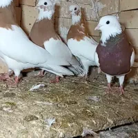 کفتر طوقی و عرب