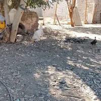 سگ پشمالو ماده