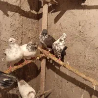 طوقی|پرنده|نیر (اردبیل), |دیوار