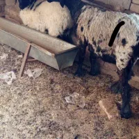 حیوانات|حیوانات مزرعه|هامون, |دیوار