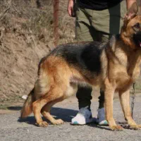 ژرمن ماده معاوضه با جوجه لاری ۶ تا ۹ ماه|سگ|رشت, یخسازی|دیوار