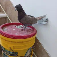 کبوتر گوردی