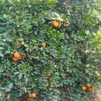 ی هکتار زمین کشاورزی جهت اجاره