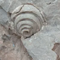 فسیل چند ملیون سال له