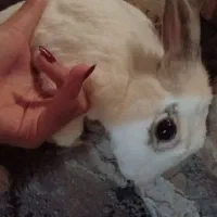 خرگوش