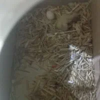 فروش جفت عروس هلندی|پرنده|بومهن, |دیوار