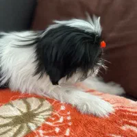 سگ شیتزو فلت|سگ|شیراز, نیایش|دیوار