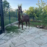 اسب نریان کرد|اسب و تجهیزات اسب‌سواری|مرند, |دیوار